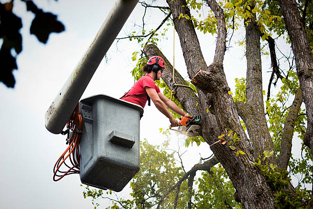 Reliable Lakeway, TX Tree Removal and Landscaping Services Solutions